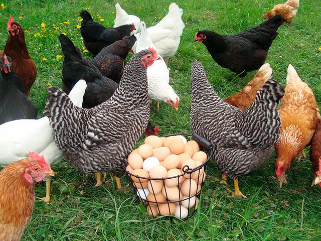 Содержание кур и уход за ними | ЗооТом - продажа, вязка и услуги для животных в Дрезне