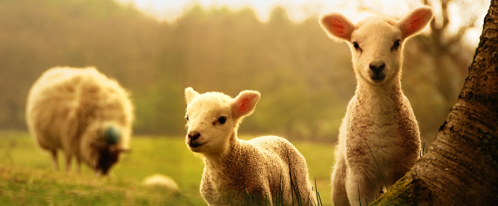 Объявления о сельскохозяйственных животных | ЗооТом - продажа, вязка и услуги для животных в Дрезне