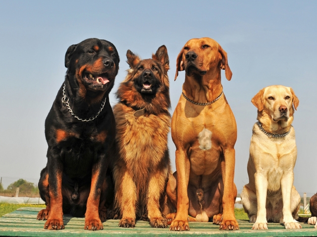 Крупные породы собак в Дрезне | ЗооТом портал о животных