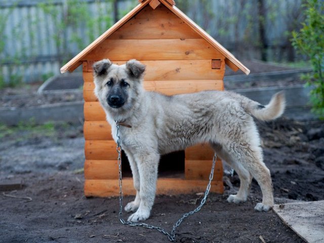 Все о собаках в Дрезне